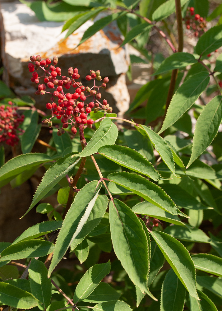 Изображение особи Sambucus manshurica.