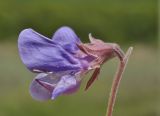 Lathyrus japonicus ssp. pubescens