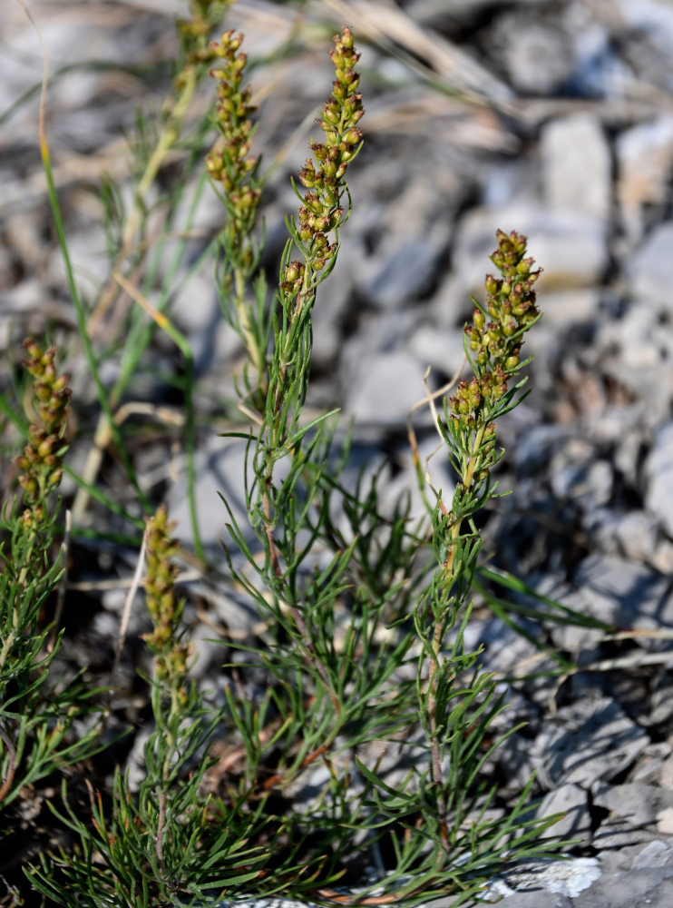 Image of Artemisia salsoloides specimen.