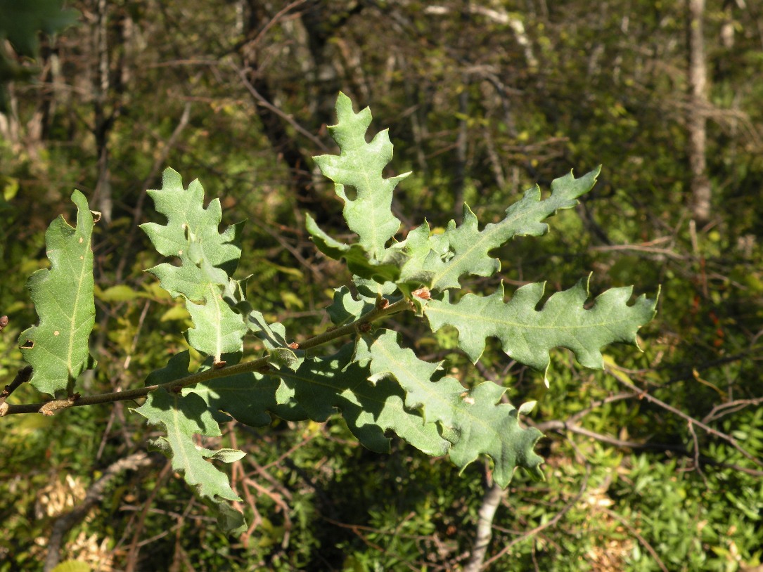 Изображение особи Quercus pubescens.