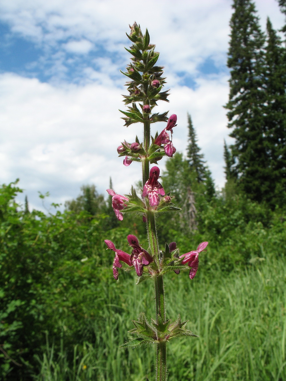 Изображение особи Stachys sylvatica.