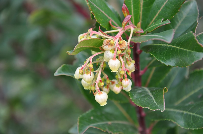 Image of Arbutus unedo specimen.