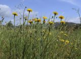 Hypochaeris radicata. Верхушка цветущего растения. Испания, автономное сообщество Каталония, провинция Жирона, комарка Баш Эмпорда, муниципалитет Калонже, кромка залежи. 18.05.2021.