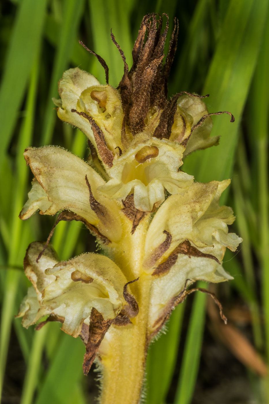 Изображение особи Orobanche bartlingii.