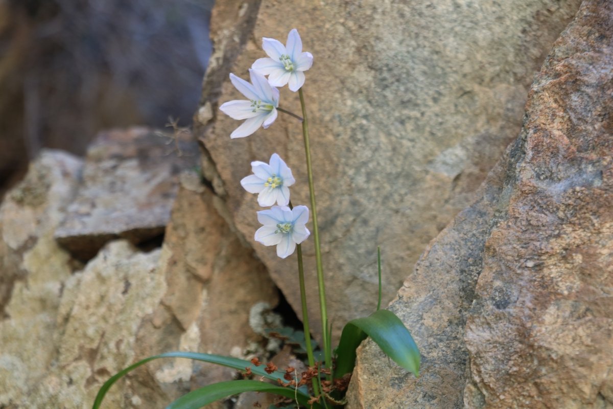 Image of Scilla mischtschenkoana specimen.