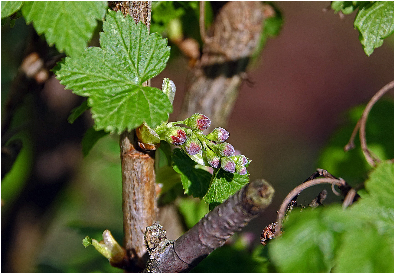 Изображение особи Ribes nigrum.