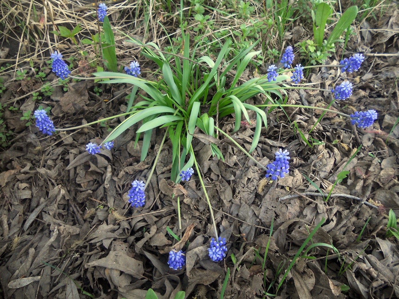 Изображение особи род Muscari.