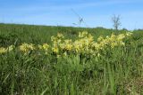 Primula veris