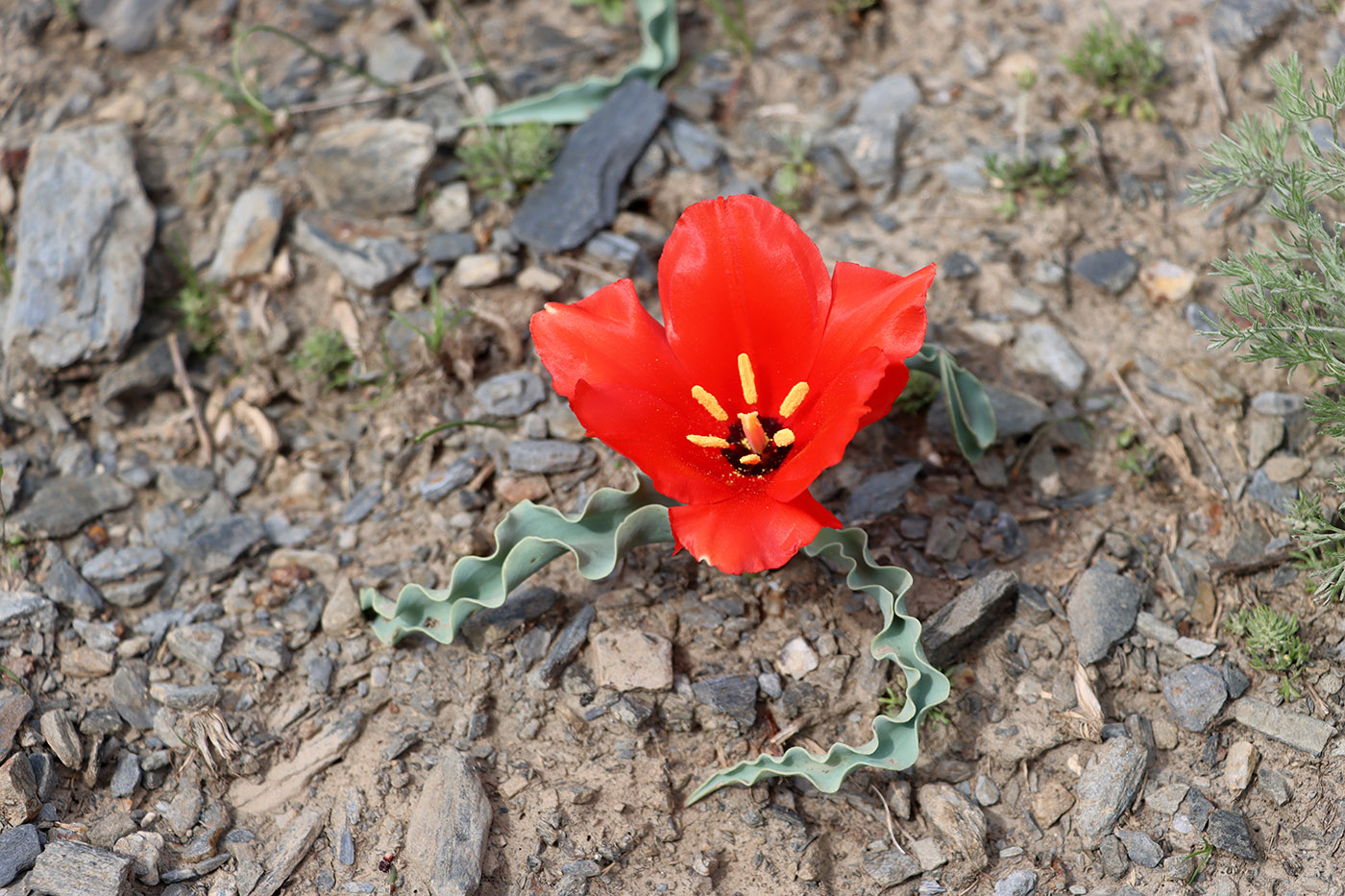 Изображение особи Tulipa korolkowii.