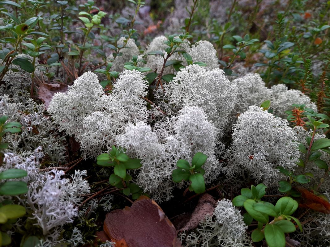 Image of Cladonia stellaris specimen.