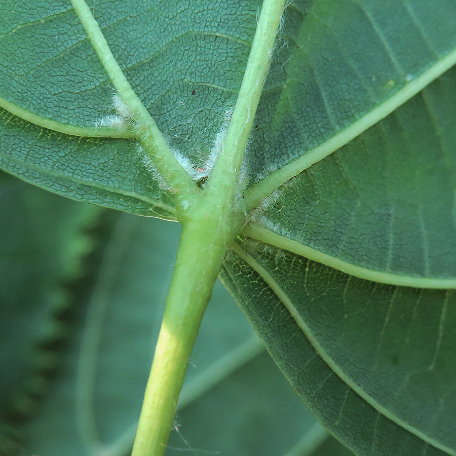 Image of Tilia &times; europaea specimen.