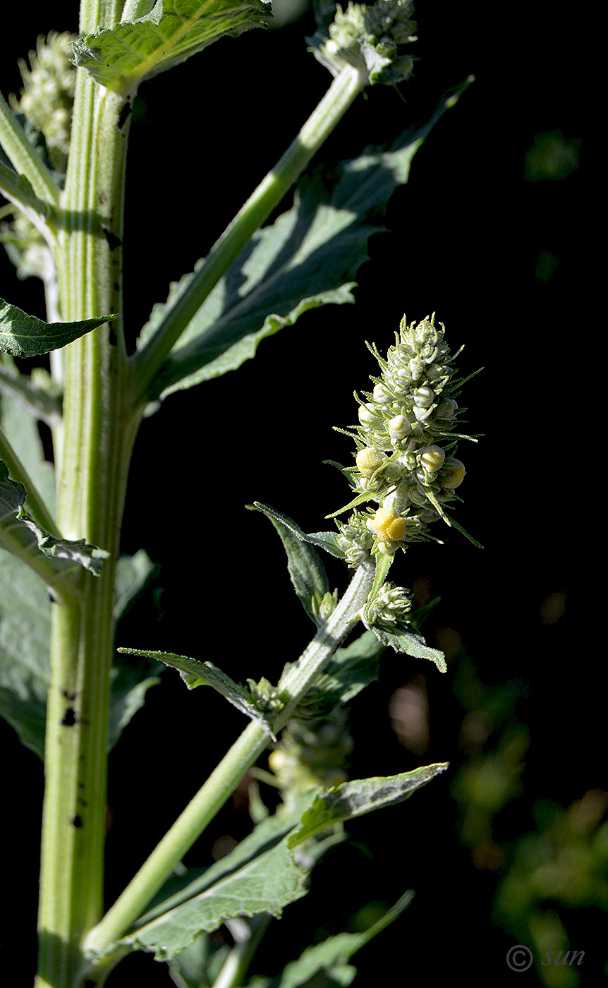 Изображение особи Verbascum lychnitis.