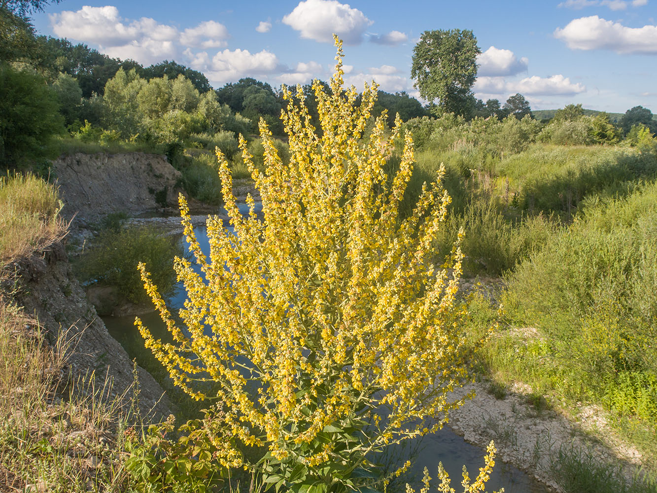 Изображение особи Verbascum lychnitis.