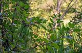 Frangula alnus. Ветвь с плодами разной степени зрелости. Московская обл., Пушкинский гор. округ, северо-восточное побережье Учинского водохранилища, опушка смешанного леса. 27.07.2024.