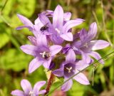 Campanula glomerata. Верхушка соцветия с кормящимися мухами. Республика Карелия, Сортавальский р-н, о. Валаам, опушка смешанного леса. Июль 2024 г.