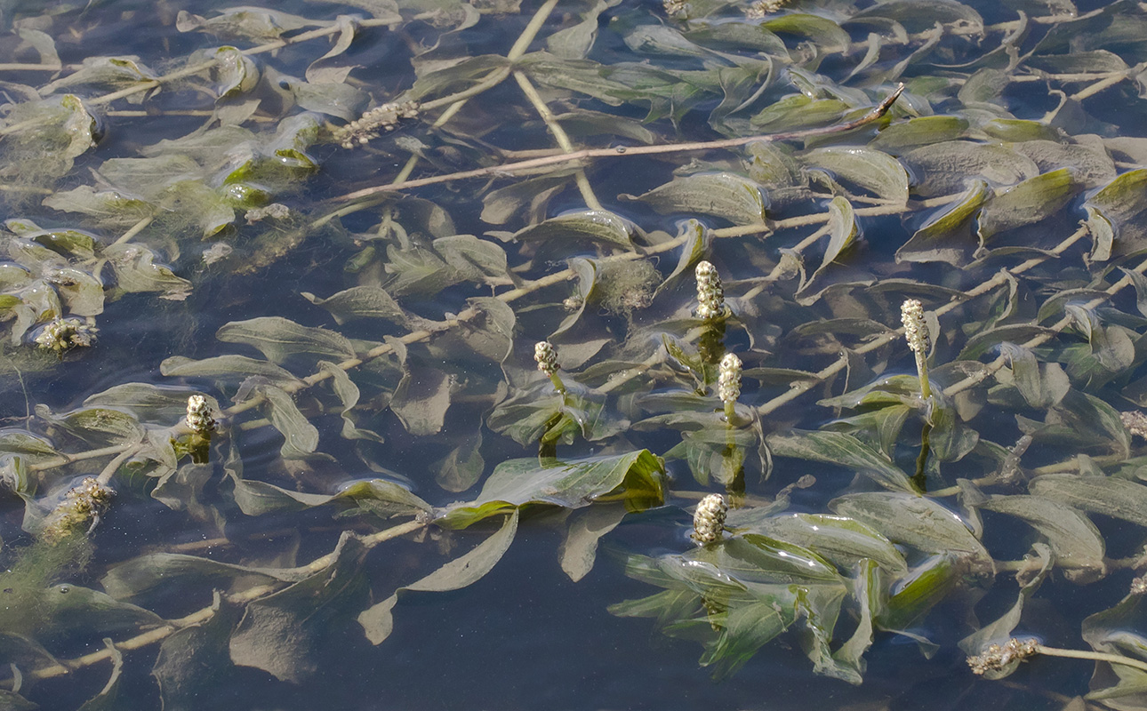 Изображение особи Potamogeton perfoliatus.