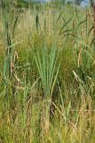 Typha latifolia. Побег. Краснодарский край, м/о город-герой Новороссийск, дендропарк НПИ КубГТУ, берег Суджукской лагуны, сырой участок среди остепнённого луга. 15.06.2022.