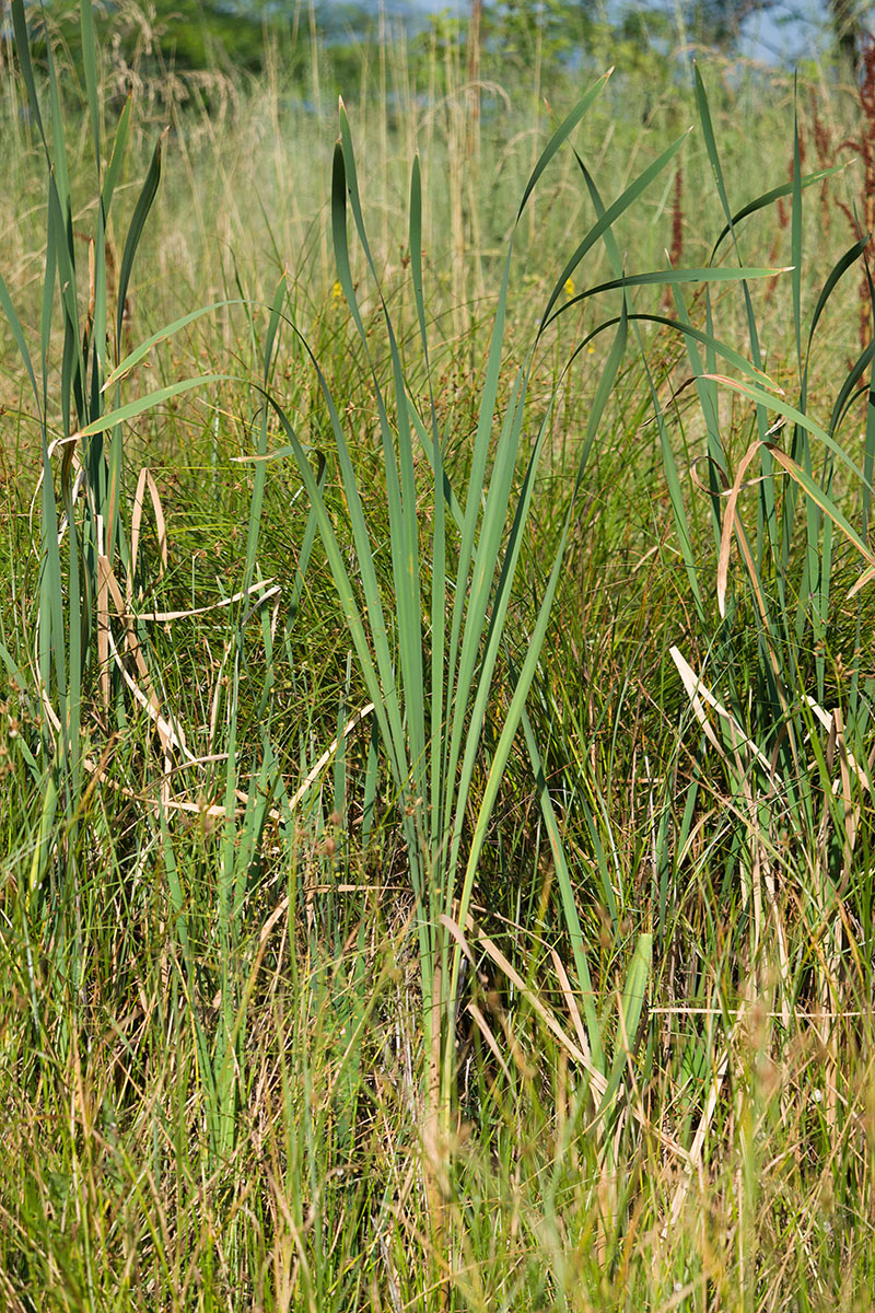 Изображение особи Typha latifolia.