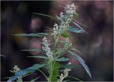 Chenopodium album