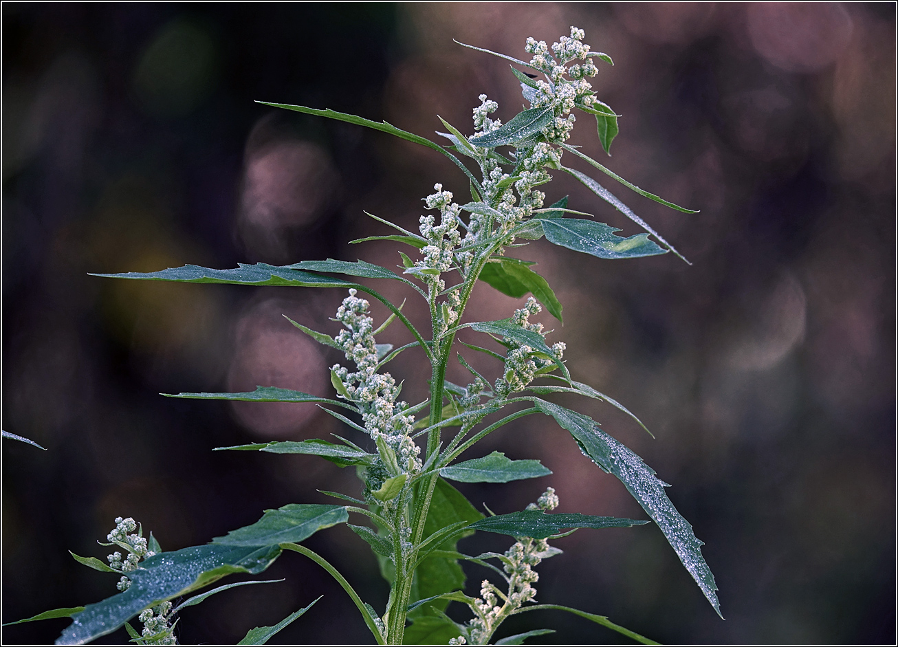 Изображение особи Chenopodium album.