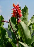 Canna indica. Соцветие на фоне листьев. Ярославская обл., г. Ярославль, в культуре. 02.07.2024.