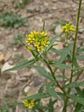 Erysimum cheiranthoides. Верхушка бокового побега с бутонами, цветками и плодами. Хабаровский край, окр. г. Комсомольск-на-Амуре, обочина грунтовой дороги. 18.09.2024.