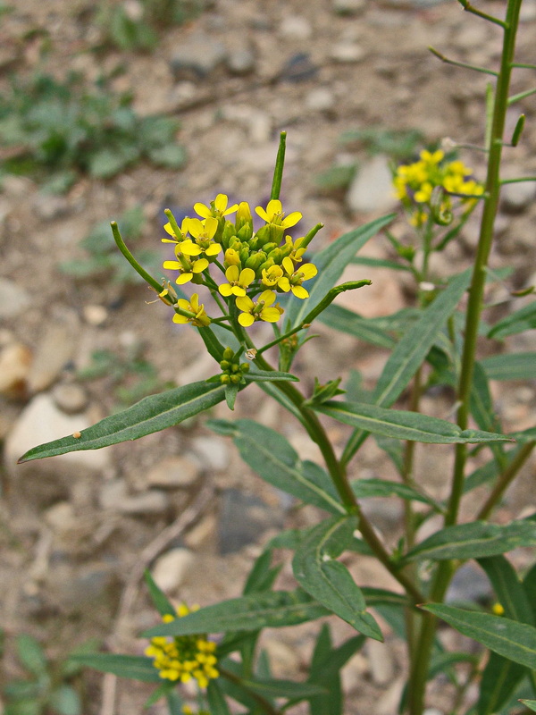 Изображение особи Erysimum cheiranthoides.