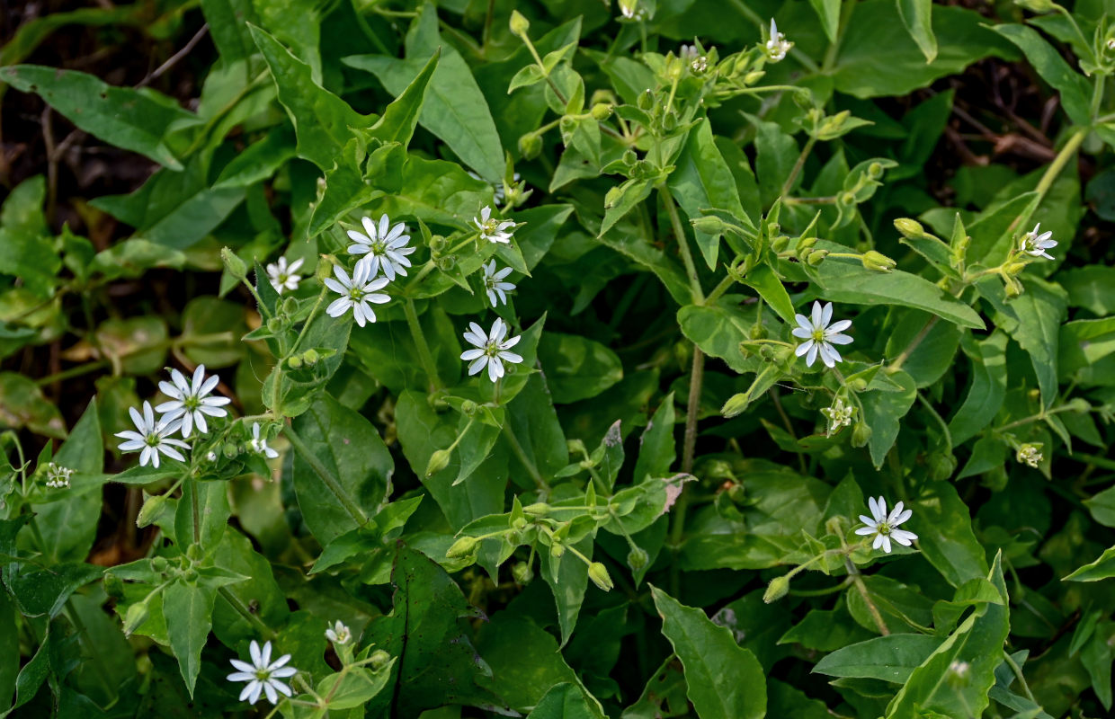 Изображение особи Myosoton aquaticum.