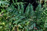 Pteridium pinetorum. Верхушка вайи. Московская обл., Щёлковский р-н, окр. Монино, Леданово озеро, опушка смешанного леса. 15.09.2024.