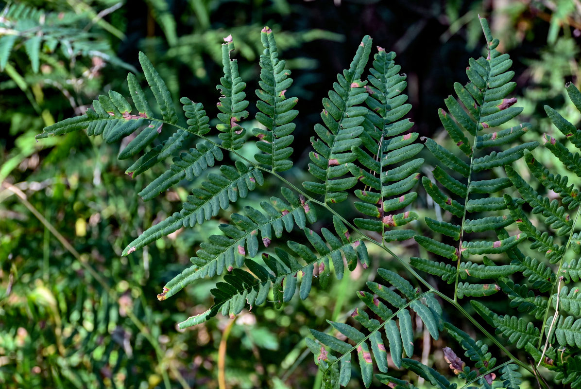 Image of Pteridium pinetorum specimen.