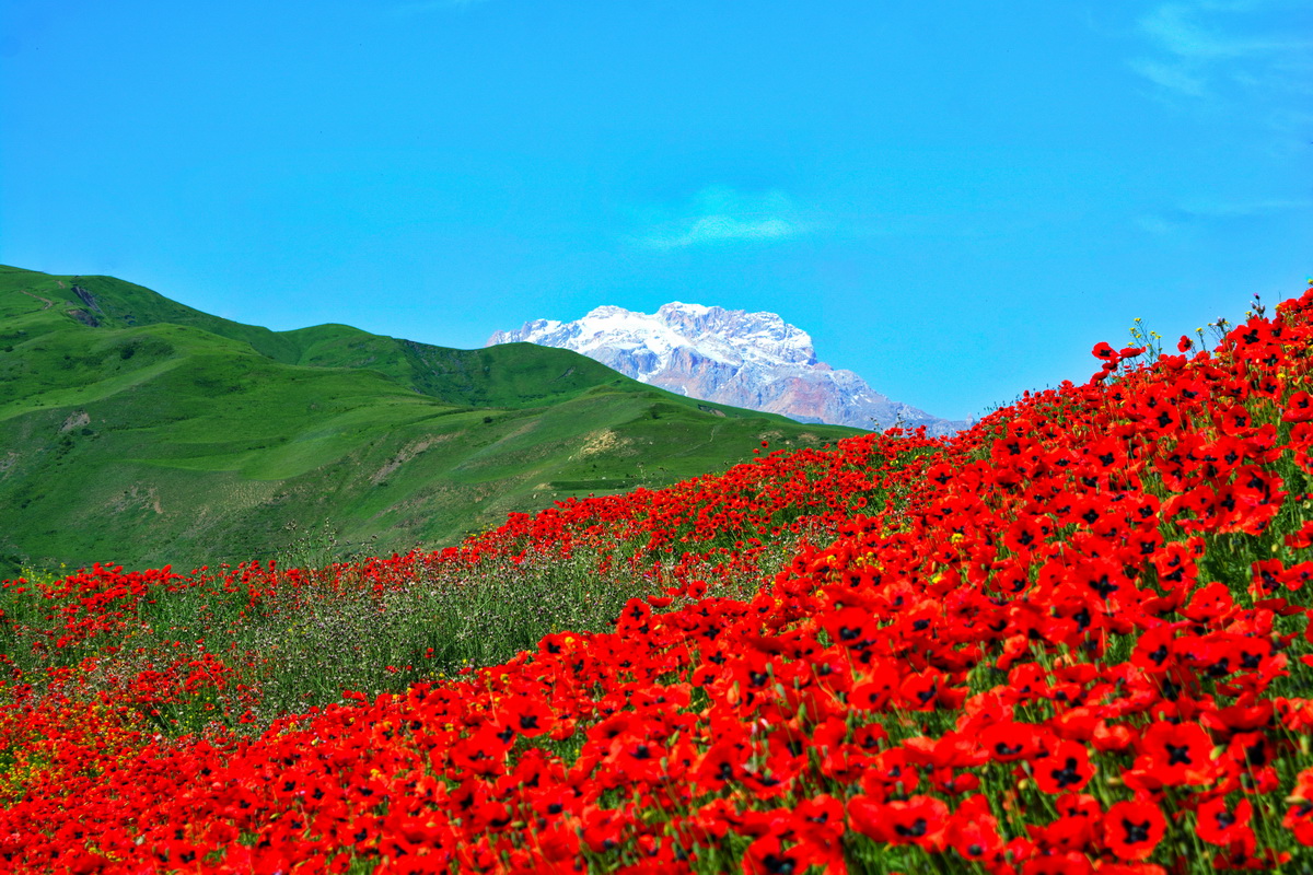 Изображение особи род Papaver.