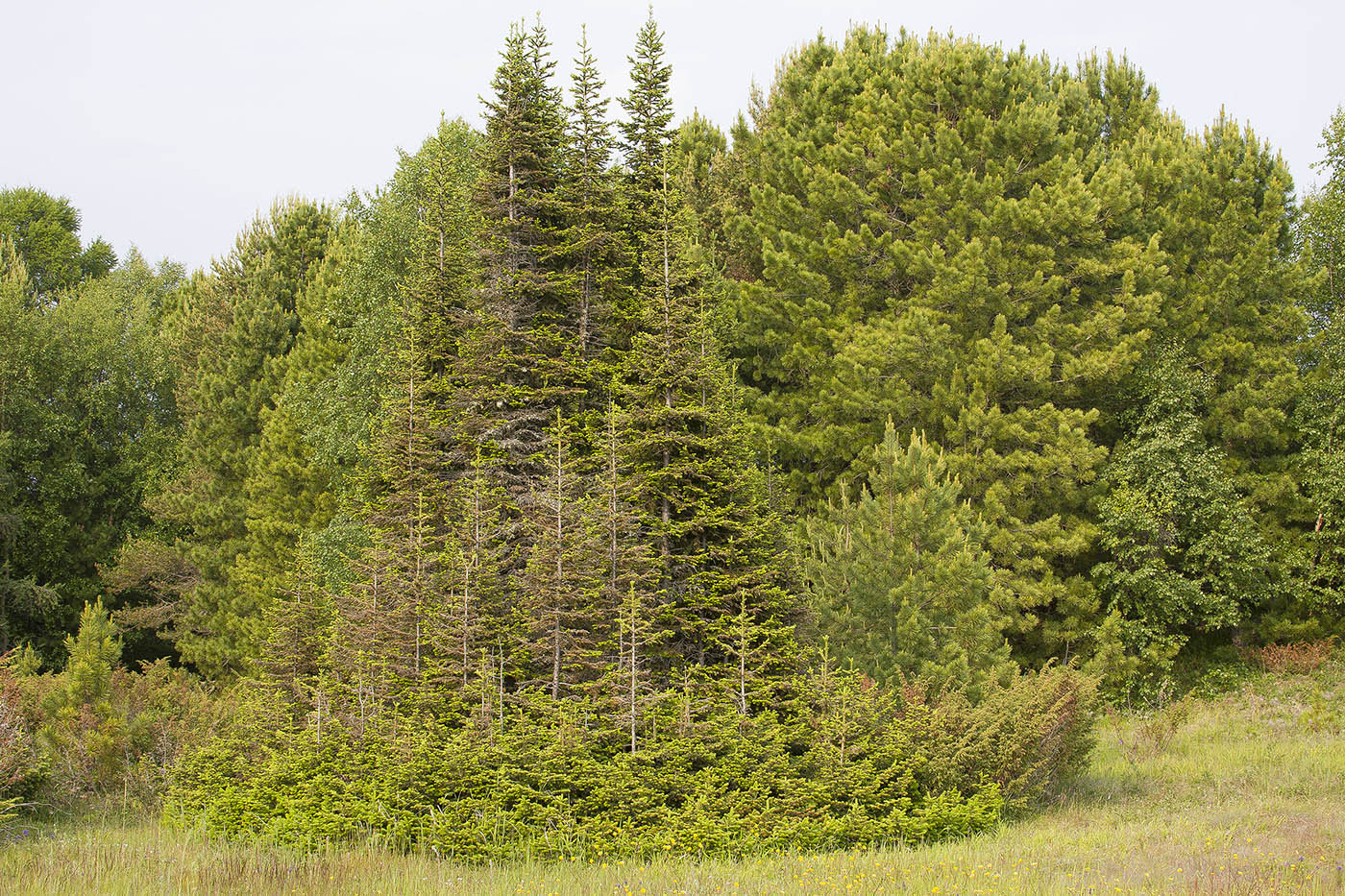 Image of Abies sibirica specimen.