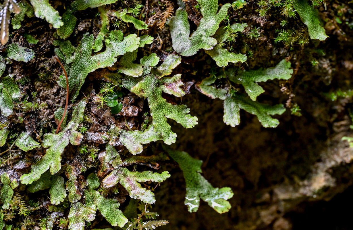 Image of genus Marchantia specimen.