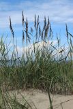 Calamagrostis meinshausenii. Плодоносящие растения в сообществе с Phragmites australis. Ленинградская обл., Кингисеппский р-н, окр. дер. Выбье, окр. экологической тропы; берег Финского залива, песчаный береговой вал. 04.08.2024.