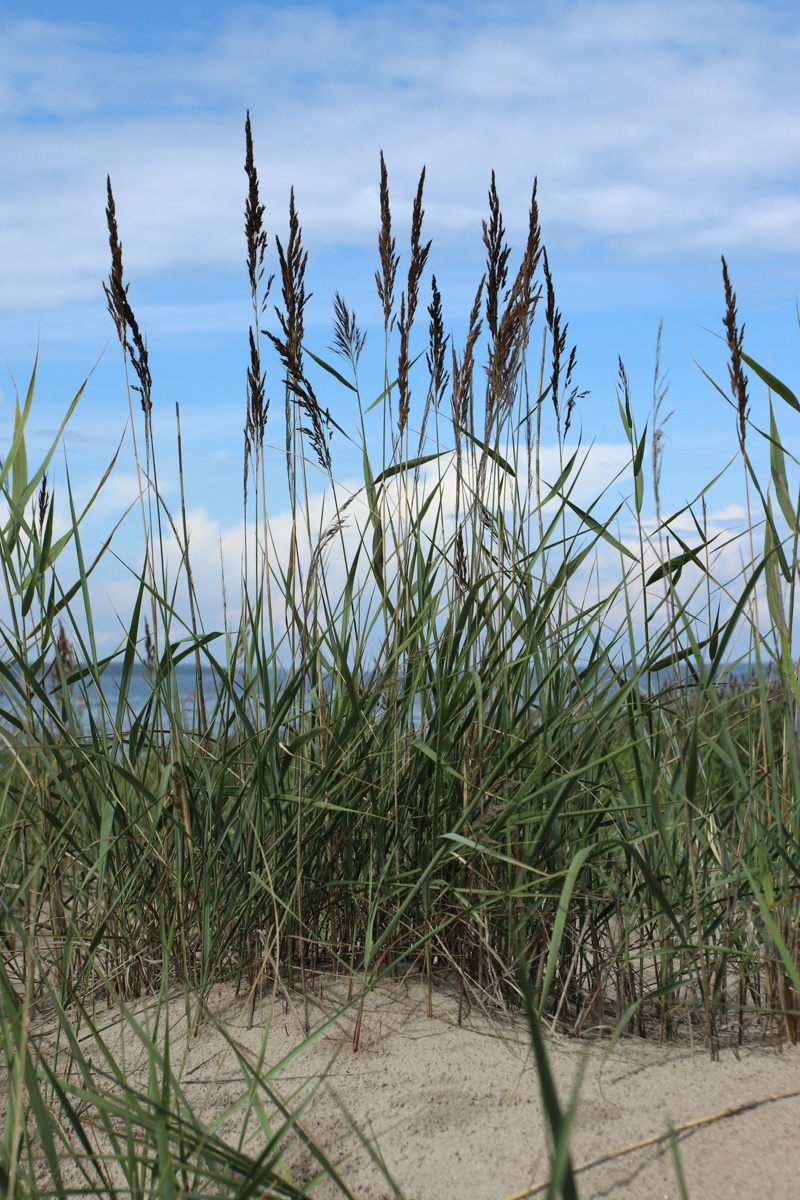 Image of Calamagrostis meinshausenii specimen.