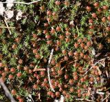 Polytrichum piliferum