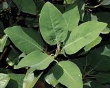 Смотреть изображение Magnolia delavayi