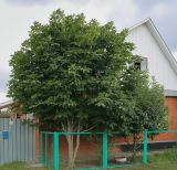 Смотреть изображение Aesculus hippocastanum