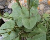 View full-size image Ligularia subsagittata