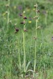 View full-size image Ophrys mammosa