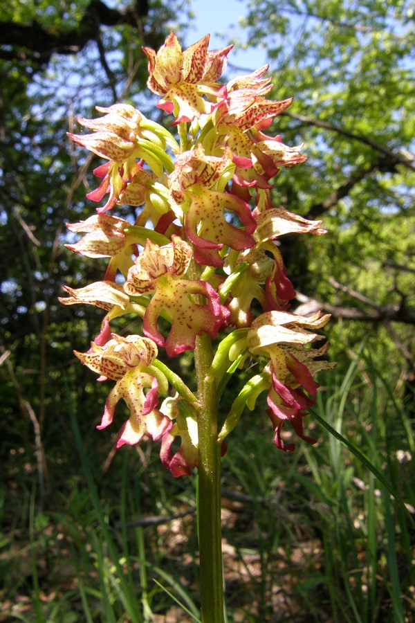 Image of Orchis &times; wulffiana specimen.