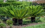 Смотреть изображение Cycas revoluta