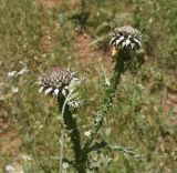 View full-size image Onopordum carduchorum