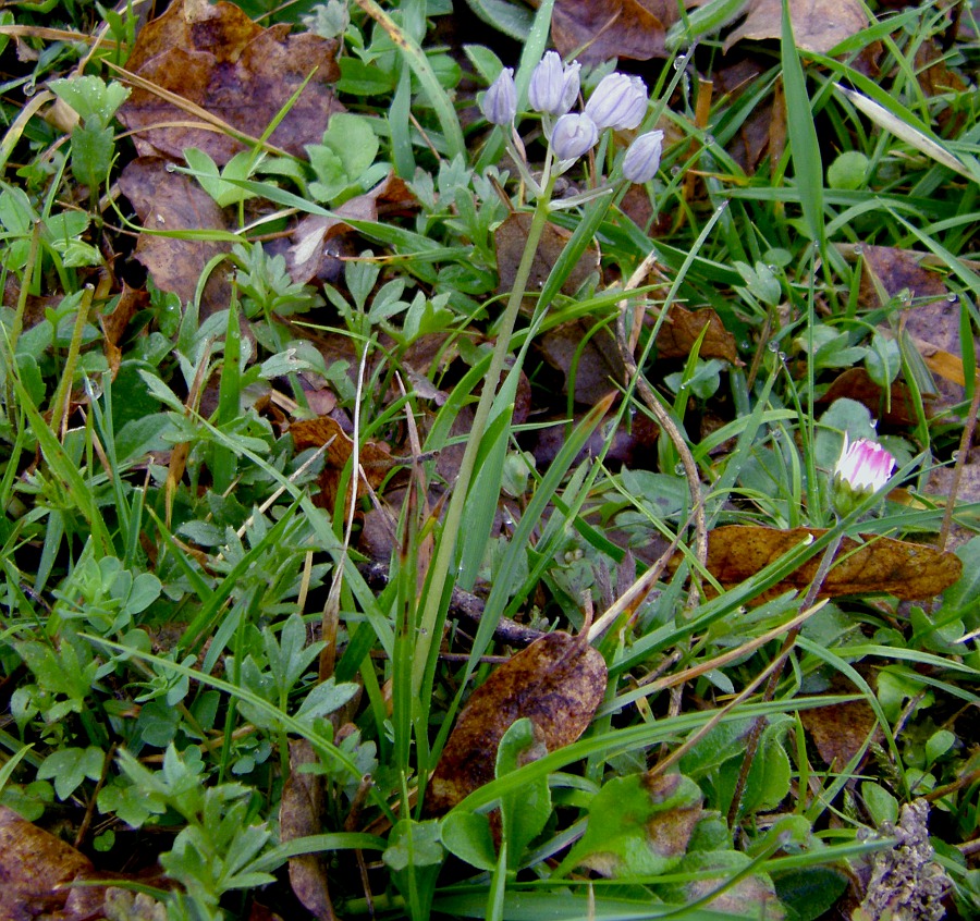 Image of Scilla verna specimen.