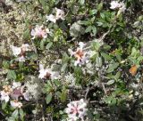 Rhododendron adamsii. Цветущее растение. Тува, хр. Обручева, р. Сынак. 12.07.2010.