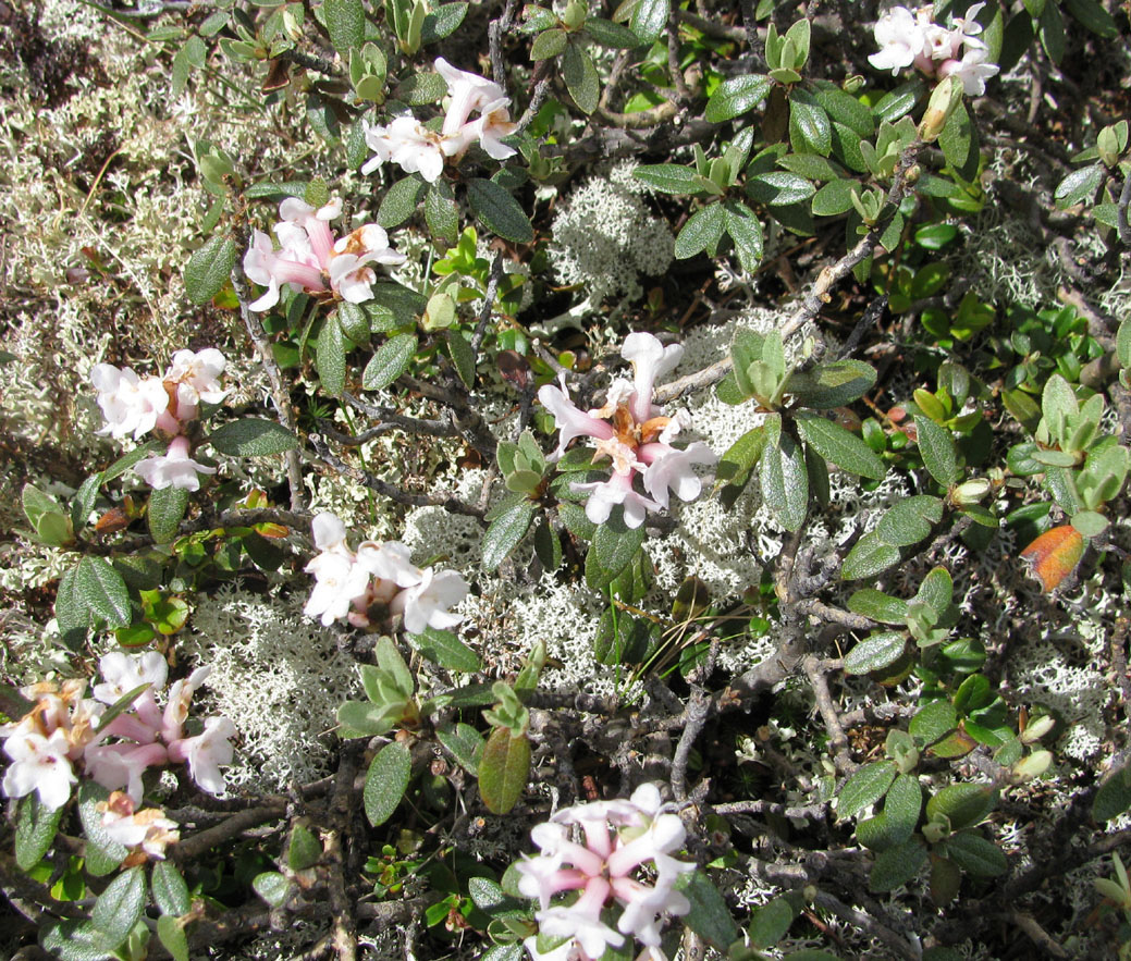 Image of Rhododendron adamsii specimen.