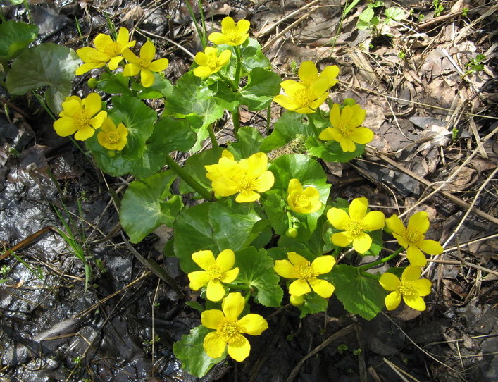 Image of Caltha palustris specimen.