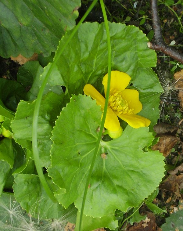 Image of Caltha palustris specimen.