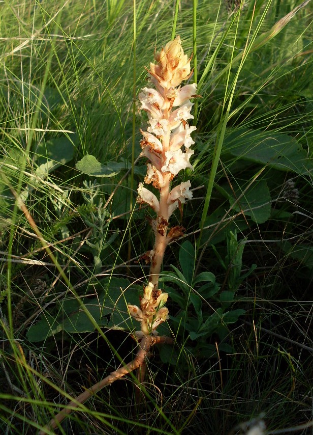 Image of Orobanche alba specimen.