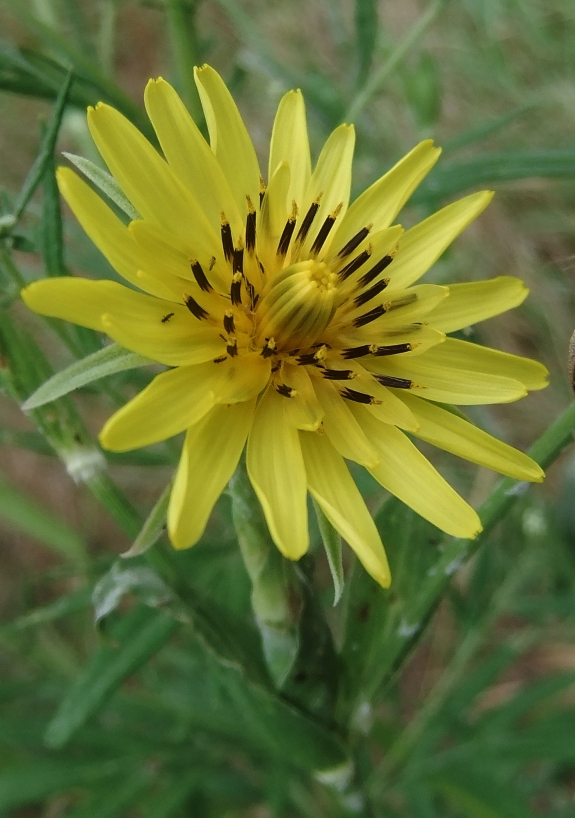 Image of Tragopogon dasyrhynchus specimen.